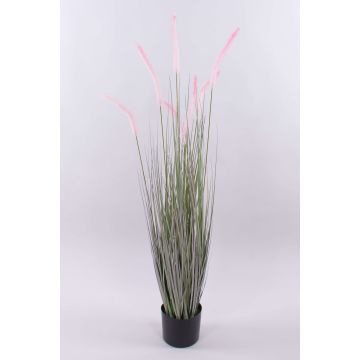 Decorative fountain grass PARIDKO with panicles, pink-green, 4ft/120cm Decorative fountain grass PARIDKO with panicles, pink-green, 4ft/120cm