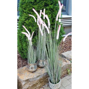 Decorative fountain grass PARIDKO with panicles, pink-green, 5ft/150cm