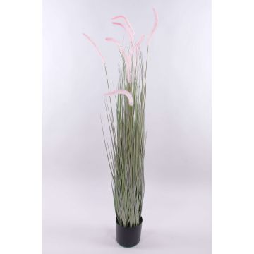 Decorative fountain grass PARIDKO with panicles, pink-green, 5ft/150cm Decorative fountain grass PARIDKO with panicles, pink-green, 5ft/150cm
