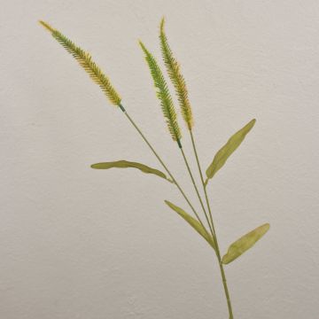 Decorative grass branch Liriope JELIKANTA with panicles, green-brown, 30"/75cm