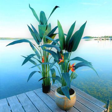 Decorative strelitzia HARLYN, orange-violet, 4ft/110cm Decorative strelitzia HARLYN, orange-violet, 4ft/110cm