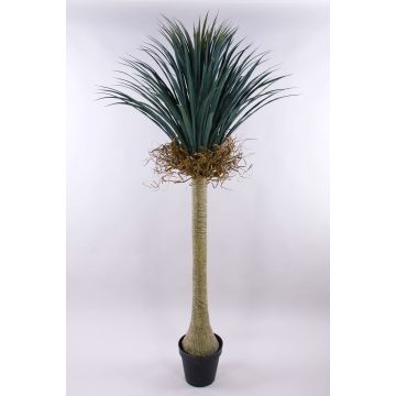 Artificial yucca rostrata HARDIN, decorative pot, 6ft/180cm Artificial yucca rostrata HARDIN, decorative pot, 6ft/180cm