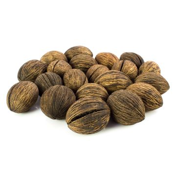 Mintola KARABO nut from the Zerberus tree, brown, 20 pieces, 5x6cm