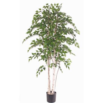 Artificial white birch TAMOU, natural trunks, green, 6ft/195cm Artificial white birch TAMOU, natural trunks, green, 6ft/195cm