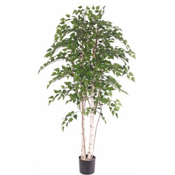 Artificial white birch TAMOU, natural trunks, green, 6ft/195cm