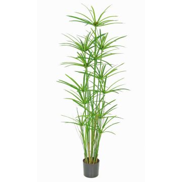 Artificial Cyprus grass LEITHA, green, 5ft/150cm Artificial Cyprus grass LEITHA, green, 5ft/150cm