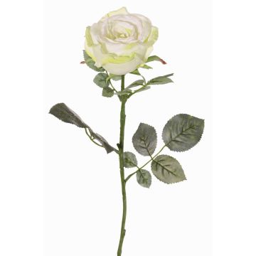 False rose HUSA, white-green, 30"/75cm, Ø4"/10cm