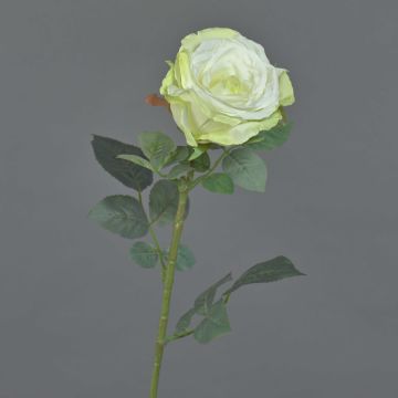 False rose HUSA, white-green, 30"/75cm, Ø4"/10cm