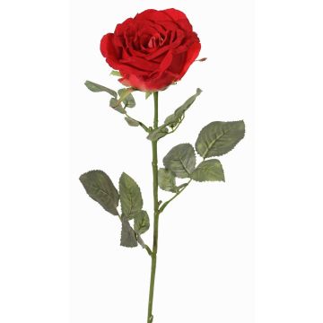 False rose HUSA, red, 30"/75cm, Ø4"/10cm