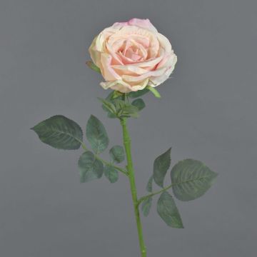 False rose HUSA, pink-cream, 30"/75cm, Ø4"/10cm