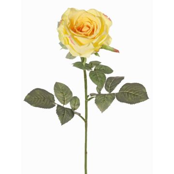 False rose HUSA, yellow, 30"/75cm, Ø4"/10cm