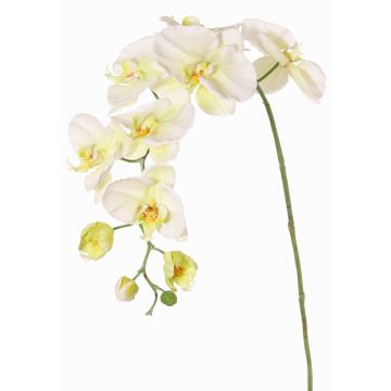 Decorative branch Phalaenopsis orchid WESA, white-green, 3ft/100cm