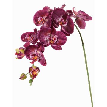 Decorative branch Phalaenopsis orchid WESA, dark violet-white, 3ft/100cm