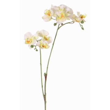 Artificial branch Phalaenopsis orchid VILLANI, white-green, 24"/60cm, Ø1.4"-2"/3.5-5cm Artificial branch Phalaenopsis orchid VILLANI, white-green, 24"/60cm, Ø1.4"-2"/3.5-5cm