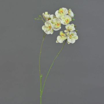 Artificial branch Phalaenopsis orchid VILLANI, white-green, 26"/65cm