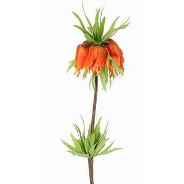 False fritillaria imperialis IMST, orange, 26"/65cm, Ø4.3"/11cm