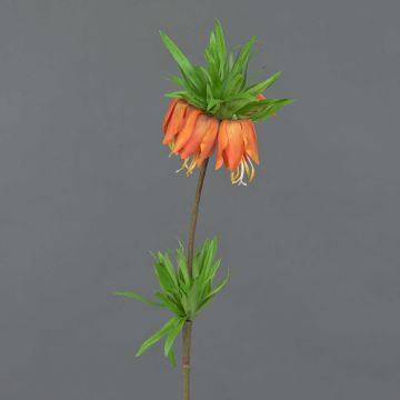 False fritillaria imperialis IMST, orange, 26"/65cm