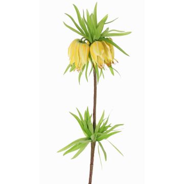 False fritillaria imperialis IMST, yellow, 26"/65cm, Ø4.3"/11cm