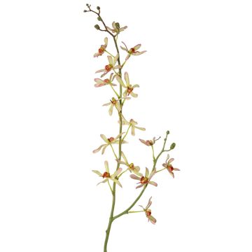 Artificial branch Cattleya orchid TRASSA, light green-red, 31"/80cm, Ø1.6"-3.1"/4-8cm Artificial branch Cattleya orchid TRASSA, light green-red, 31"/80cm, Ø1.6"-3.1"/4-8cm