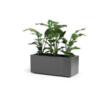 Rectangular flower box NASTASJA made of recycled plastic, with water reservoir, casters, anthracite, 39"x16"x15"/99,5x39,5x38cm, 102L