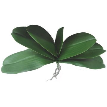 Artificial Phalaenopsis orchid leaves PRIMALA, aerial roots, 8"x11"/21x29cm Artificial Phalaenopsis orchid leaves PRIMALA, aerial roots, 8"x11"/21x29cm