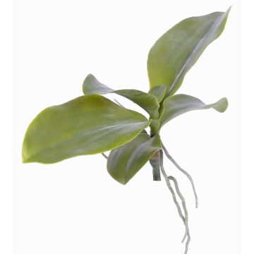 Artificial phalaenopsis leaves PRIMUS, aerial roots, 7.5"x13"/19x34cm