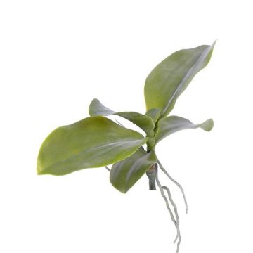Artificial phalaenopsis leaves PRIMUS, aerial roots, 7"x13"/19x34cm Artificial phalaenopsis leaves PRIMUS, aerial roots, 7"x13"/19x34cm