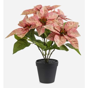GRULEN artificial poinsettia in a decorative pot, peach, 40cm