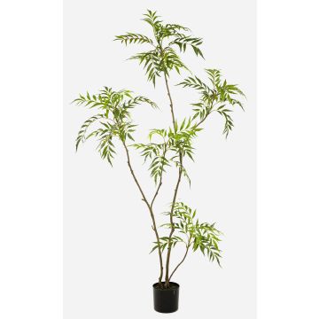 Artificial mahogany tree KLEANA, artificial trunks, green, 6ft/180cm Artificial mahogany tree KLEANA, artificial trunks, green, 6ft/180cm