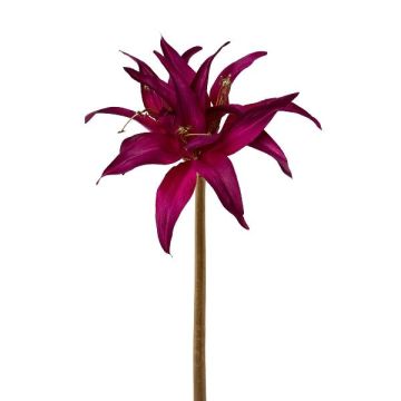 Decorative flower Garden amaryllis ZARINK, violet-gold, 20"/50cm