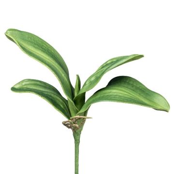 Artificial leaves, Phalaenopsis orchid CRILMER, support stick, aerial roots, 12"/30cm Artificial leaves, Phalaenopsis orchid CRILMER, support stick, aerial roots, 12"/30cm