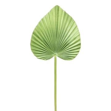 Plastic palm frond, Washingtonia KUNYK, green, 28"/70cm