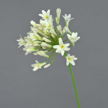 Fake agapanthus PHILINA, cream, 30"/75cm, Ø5.5"/14cm
