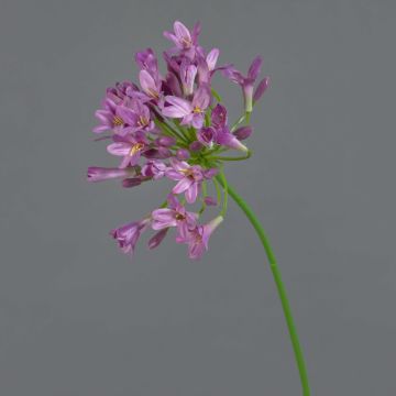 Fake agapanthus PHILINA, violet, 30"/75cm, Ø5.5"/14cm