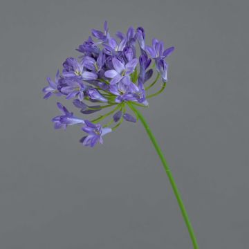 Fake agapanthus PHILINA, purple, 30"/75cm, Ø5.5"/14cm