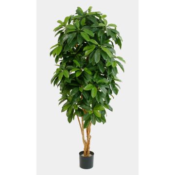 Artificial Schefflera MADDISON, natural stems, flame retardant, green, 5ft/140cm