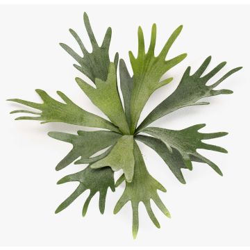 Fake staghorn fern VIGRAL, on a stick, flame-retardant, green, 14"/35cm Fake staghorn fern VIGRAL, on a stick, flame-retardant, green, 14"/35cm