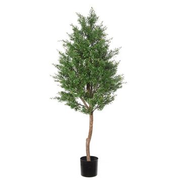 Decorative tree Crossostephium BELENA, natural trunk, green, 5ft/150cm Decorative tree Crossostephium BELENA, natural trunk, green, 5ft/150cm