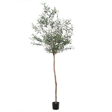 Decorative olive tree BLAZO with fruits, natural trunk, 7ft/210cm Decorative olive tree BLAZO with fruits, natural trunk, 7ft/210cm