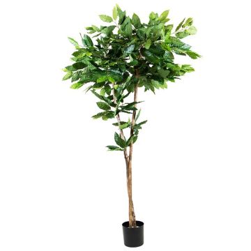 Plastic plant Coffee tree BORRA, natural trunk, 6ft/180cm Plastic plant Coffee tree BORRA, natural trunk, 6ft/180cm