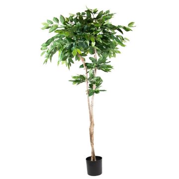 Plastic plant Coffee tree BORRA, natural trunk, 7ft/210cm Plastic plant Coffee tree BORRA, natural trunk, 7ft/210cm