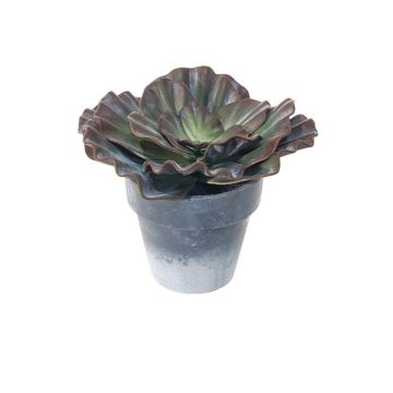 Decorative echeveria rosea MARNIE, planter, burgundy-green, 5.9"/15cm Decorative echeveria rosea MARNIE, planter, burgundy-green, 5.9"/15cm