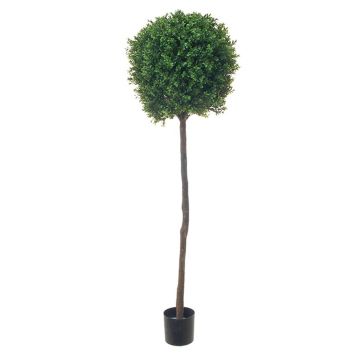 Artificial boxwood tree TOM, real trunk, 5ft/150cm, Ø 16"/40cm Artificial boxwood tree TOM, real trunk, 5ft/150cm, Ø 16"/40cm