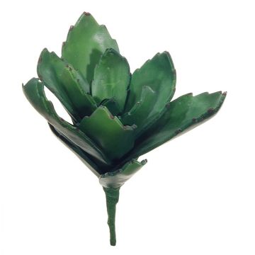 Decorative succulent Kalanchoe thyrsiflora MATTS, spike, green, 7.1"/18cm Decorative succulent Kalanchoe thyrsiflora MATTS, spike, green, 7.1"/18cm