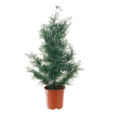 Artificial cedar tree ELIANE, green, 3ft/90cm Artificial cedar tree ELIANE, green, 3ft/90cm