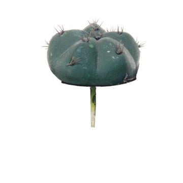 Artificial Bishop's cap cactus MUNAS, green, 3.9"/10cm, Ø 3.1"/8cm