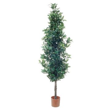 Decorative laurel cone BRANE, natural trunk, 7ft/210cm Decorative laurel cone BRANE, natural trunk, 7ft/210cm