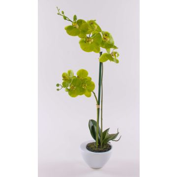 Artificial Phalaenopsis orchid AURELIA in ceramic pot, green, 22"/55cm Artificial Phalaenopsis orchid AURELIA in ceramic pot, green, 22"/55cm