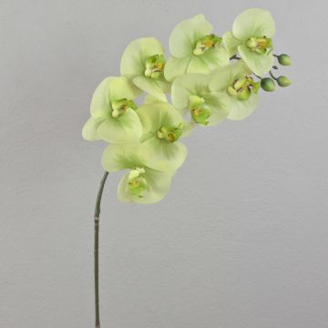 Fake phalaenopsis spray AURELIA, cream-green, 3ft/95cm, Ø4"/10cm