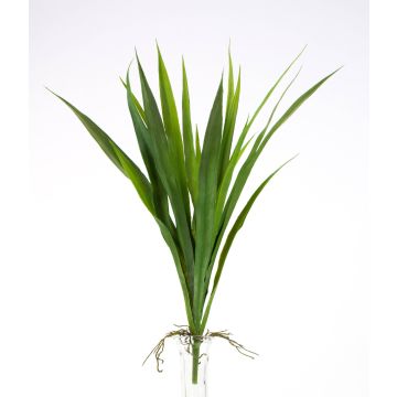 False daylily RITA, spike, aerial roots, green, 16"/40cm, Ø10"/25cm